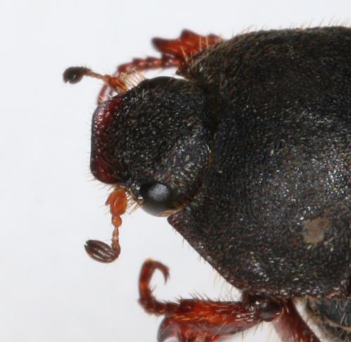 Réf. 293 426 : Hoplia sp.